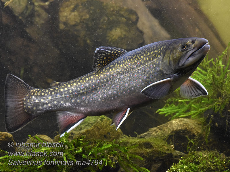 Salvelinus fontinalis Siven americký