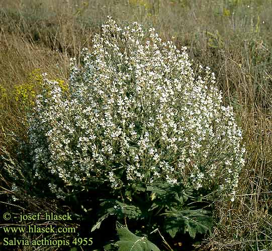 Salvia aethiopis