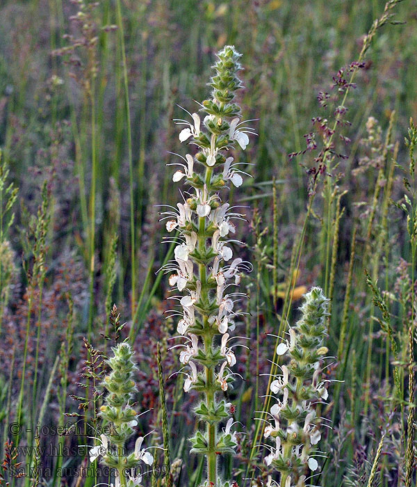 Salvia austriaca Šalvia rakúska Osztrák zsálya Шалфей австрийский