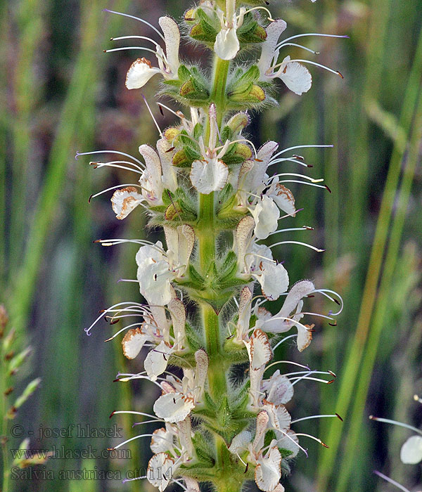 Šalvěj rakouská Salvia austriaca