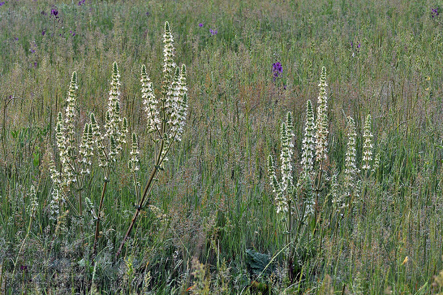 Salvia austriaca