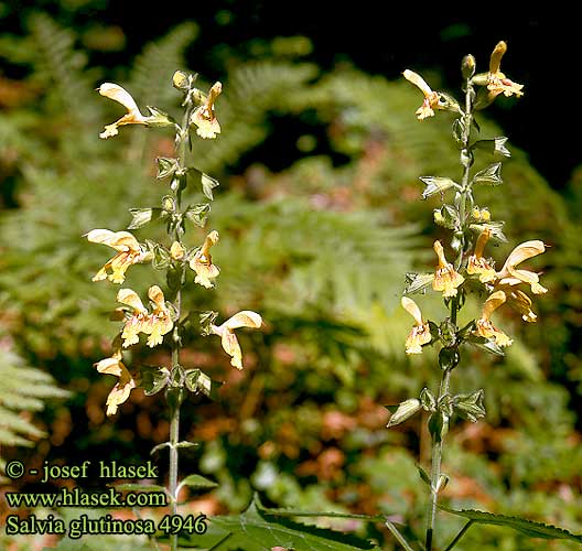 Salvia glutinosa