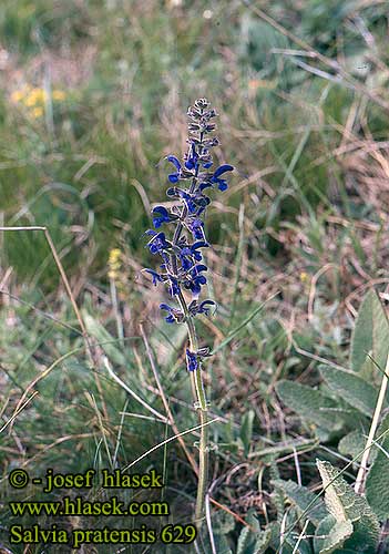 Szałwia łąkowa Ängssalvia Meadow clary sage Niittysalvia Šalvia lúčna