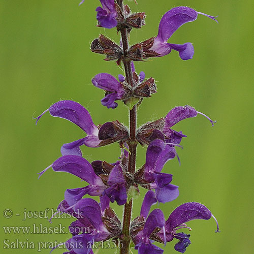 Salvia pratensis Wiesensalbei Eng-Salvie Sauge prés Veldsalie