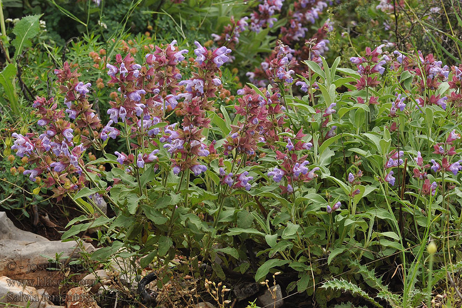 Salvia tomentosa