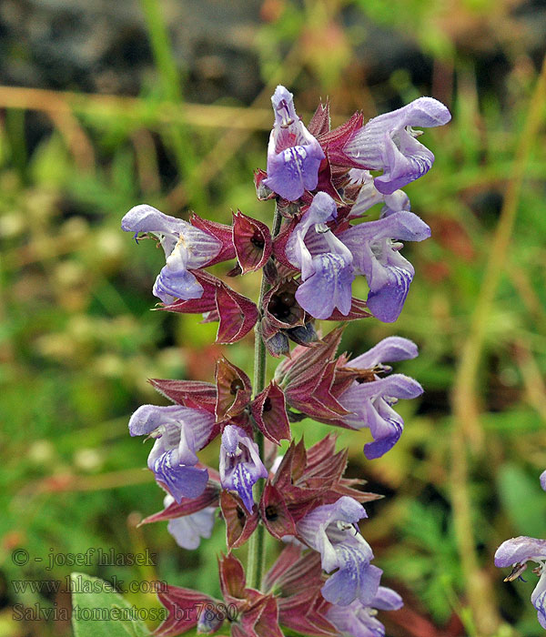 Salvia tomentosa