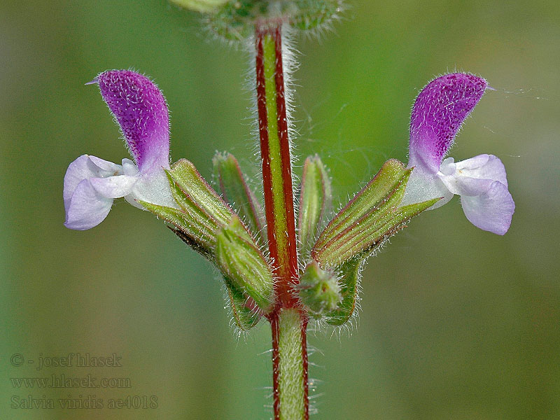 Salvia viridis Šalvěj zahradní Schopf-Salbei