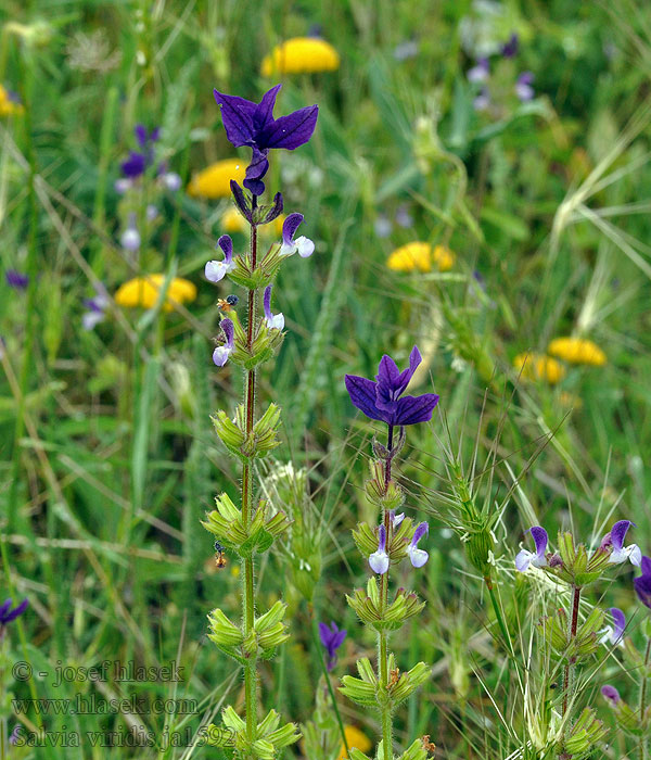 Šalvěj zahradní Schopf-Salbei Salvia viridis