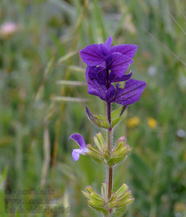 Šalvia zelená Шалфей зелёный Salvia viridis