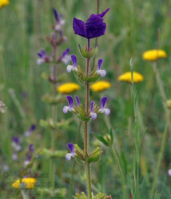 Salvia viridis