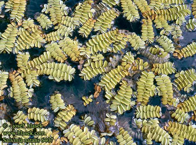 Salvinia natans Gemeiner Schwimmfarn Salwinia pływająca Salvínia plávajúca Nepukalka vzplývající