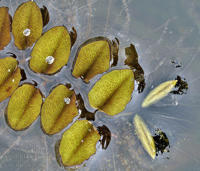 Salvinia natans Nepukalka vzplývající Floating Fern Salvinie nageante