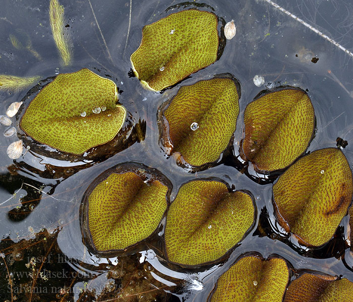 Salvínia plávajúca Kellussaniainen Simbräken Vízi rucaöröm Erba pesce