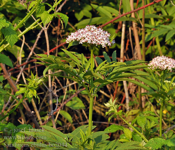 Sambucus ebulus Bez chebdí Zwerg-Holunder Attich European dwarf elder