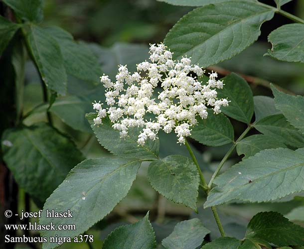 Elder European Black Elderberry Mustaselja mustaheisi