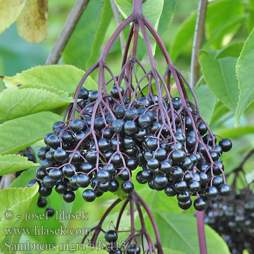 接骨木 Sambucus nigra Schwarzer Holunder Hyld Sureau noir