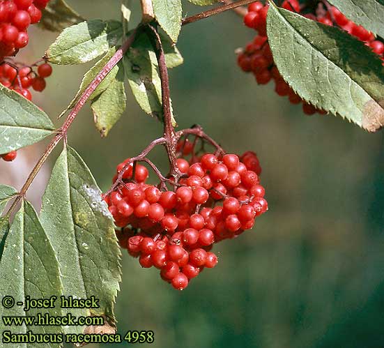 Sambucus racemosa Roter Holunder Sureau grappes Bez koralowy