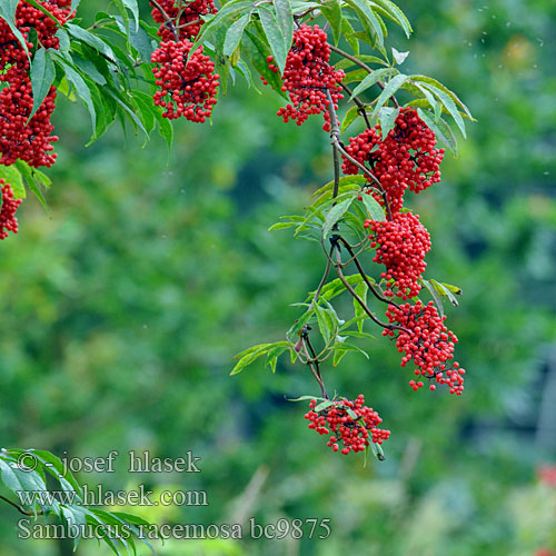 Bezeg divji Sambucus racemosa Roter Holunder Sureau grappes