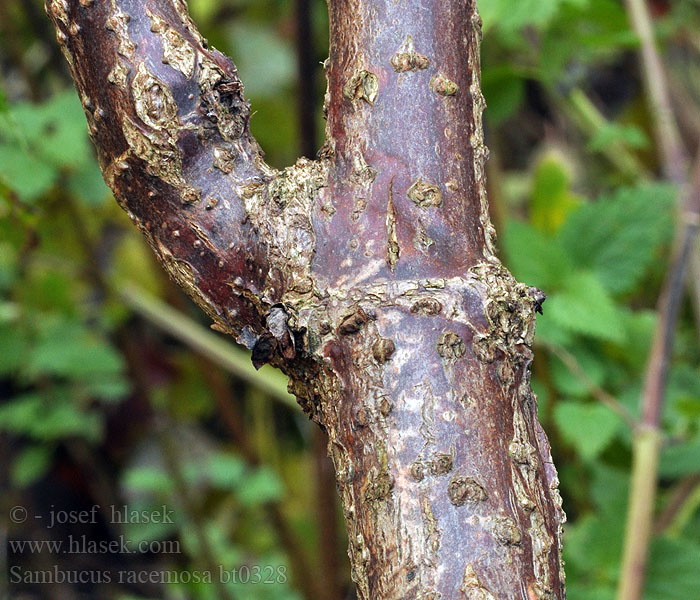 Sambucus racemosa Sureau grappes Bez hroznatý červený