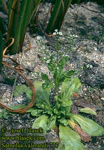 Samolus valerandi Solenka Valerandova Salzbunge Seaside brookweed