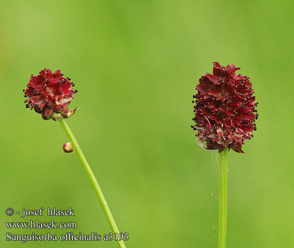 Sanguisorba officinalis Krvavec toten Großer Wiesenknopf Great burnet