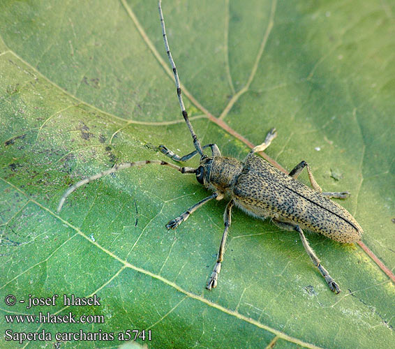 Rzemlik topolowiec Grote populierenboktor Скрипун большой осиновый Didysis drebulinis ūsuotis Veliki topolov kozliček Större aspvedbock Large poplar longhorn Kozlíček osikový Vrzúnik topolový 山杨楔天牛 Poppelbuk Runkohaapsanen Grande saperde peuplier Saperda chopo Perforador Velika topolina cvilidreta Saperda pioppo Nagy nyárfacincér Scripcar Kavak büyük teke böceği Великий осиковий вусань Saperda carcharias Stor ospebukk Großer Pappelbock