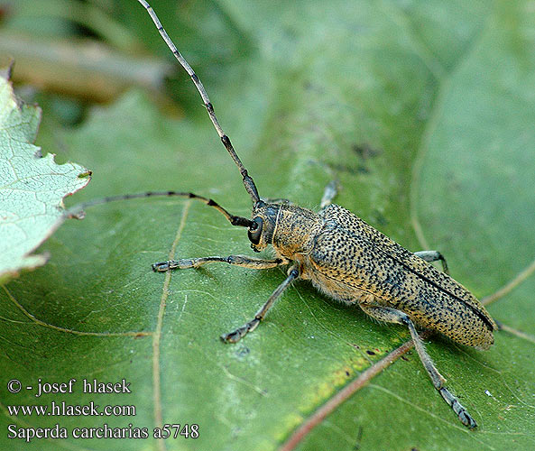 Скрипун большой осиновый Didysis drebulinis ūsuotis Veliki topolov kozliček Större aspvedbock Large poplar longhorn Kozlíček osikový Vrzúnik topolový 山杨楔天牛 Poppelbuk Runkohaapsanen Grande saperde peuplier Saperda chopo Perforador Velika topolina cvilidreta Saperda pioppo Nagy nyárfacincér Scripcar Kavak büyük teke böceği Великий осиковий вусань Saperda carcharias Stor ospebukk Großer Pappelbock Rzemlik topolowiec Grote populierenboktor