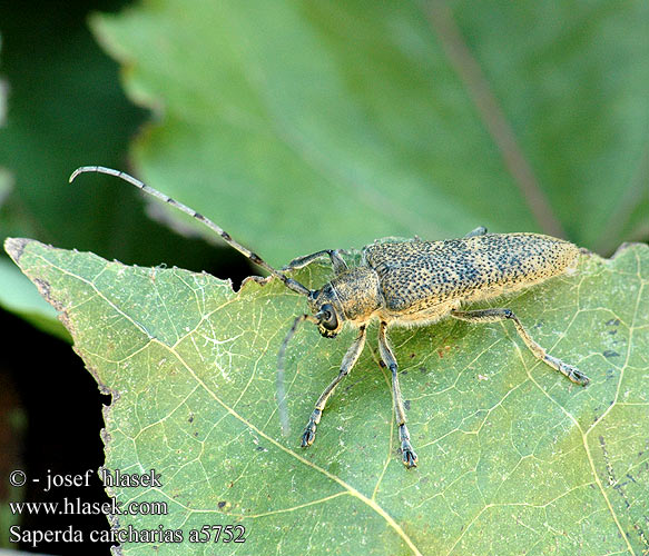 Större aspvedbock Large poplar longhorn Kozlíček osikový Vrzúnik topolový 山杨楔天牛 Poppelbuk Runkohaapsanen Grande saperde peuplier Saperda chopo Perforador Velika topolina cvilidreta Saperda pioppo Nagy nyárfacincér Scripcar Kavak büyük teke böceği Великий осиковий вусань Saperda carcharias Stor ospebukk Großer Pappelbock Rzemlik topolowiec Grote populierenboktor Скрипун большой осиновый Didysis drebulinis ūsuotis Veliki topolov kozliček