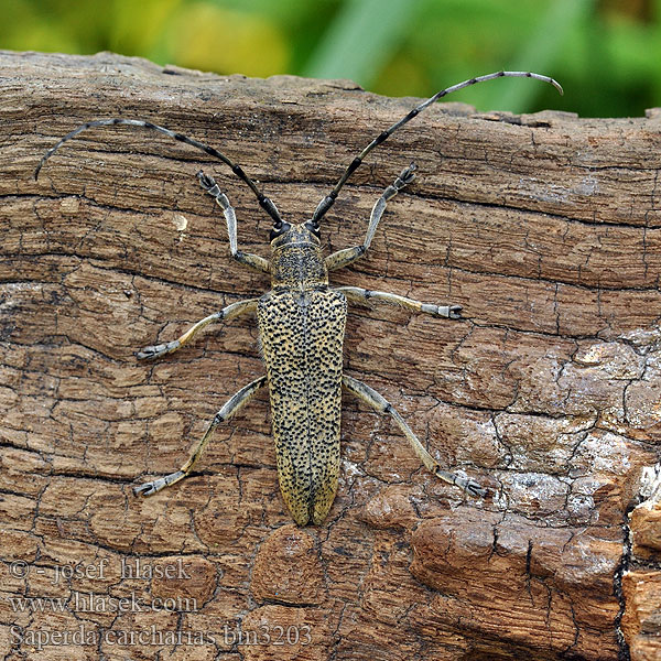 Grote populierenboktor Скрипун большой осиновый Didysis drebulinis ūsuotis Veliki topolov kozliček Större aspvedbock Large poplar longhorn Kozlíček osikový Vrzúnik topolový 山杨楔天牛 Poppelbuk Runkohaapsanen Grande saperde peuplier Saperda chopo Perforador Velika topolina cvilidreta Saperda pioppo Nagy nyárfacincér Scripcar Kavak büyük teke böceği Великий осиковий вусань Saperda carcharias Stor ospebukk Großer Pappelbock Rzemlik topolowiec