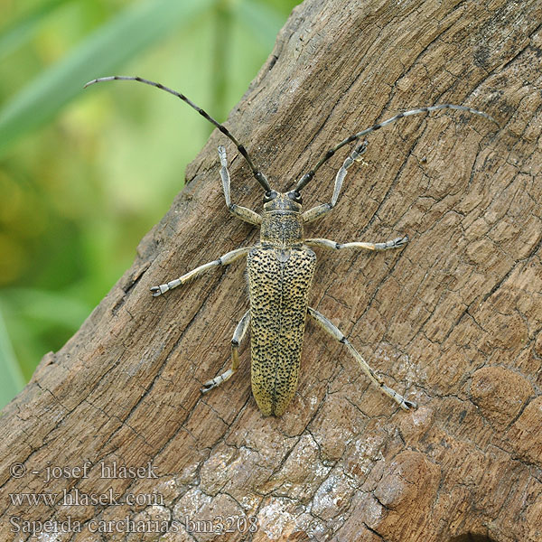 Large poplar longhorn Kozlíček osikový Vrzúnik topolový 山杨楔天牛 Poppelbuk Runkohaapsanen Grande saperde peuplier Saperda chopo Perforador Velika topolina cvilidreta Saperda pioppo Nagy nyárfacincér Scripcar Kavak büyük teke böceği Великий осиковий вусань Saperda carcharias Stor ospebukk Großer Pappelbock Rzemlik topolowiec Grote populierenboktor Скрипун большой осиновый Didysis drebulinis ūsuotis Veliki topolov kozliček Större aspvedbock