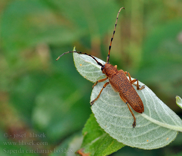 Großer Pappelbock Saperda carcharias