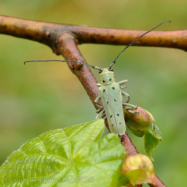 Grüner Lindenbock Rzemlik lipowiec Скрипун восьмиточечный Saperda octopunctata