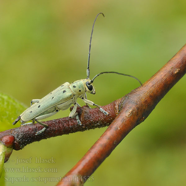 Saperda octopunctata Grüner Lindenbock Rzemlik lipowiec Скрипун восьмиточечный