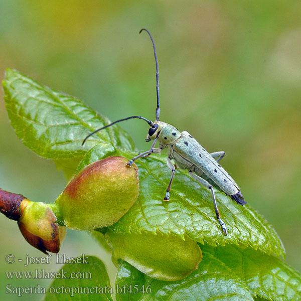 Saperda octopunctata Rzemlik lipowiec Скрипун восьмиточечный Grüner Lindenbock