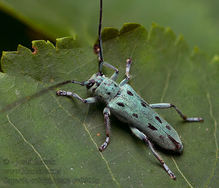 Saperda octopunctata