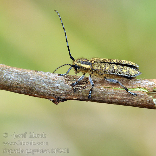 Liten ospebukk Rzemlik osinowiec Скрипун осиновый малый Mažasis drebulinis ūsuotis Saperda populnea Aspebuk Kleine populierenboktor Small Poplar Borer Mindre aspvedbock Kozlíček topolový Saperde noire peuplier Kis nyárfacincér Kleine Pappelbock Espenbock Aspenbock