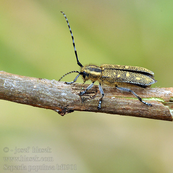 Liten ospebukk Rzemlik osinowiec Скрипун осиновый малый Mažasis drebulinis ūsuotis Saperda populnea Aspebuk Kleine populierenboktor Small Poplar Borer Mindre aspvedbock Kozlíček topolový Saperde noire peuplier Kis nyárfacincér Kleine Pappelbock Espenbock Aspenbock