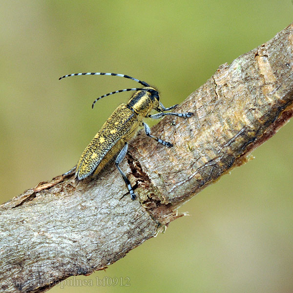 Mažasis drebulinis ūsuotis Saperda populnea Aspebuk Kleine populierenboktor Small Poplar Borer Mindre aspvedbock Kozlíček topolový Saperde noire peuplier Kis nyárfacincér Kleine Pappelbock Espenbock Aspenbock Liten ospebukk Rzemlik osinowiec Скрипун осиновый малый