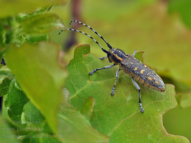 Saperda populnea Small Poplar Borer