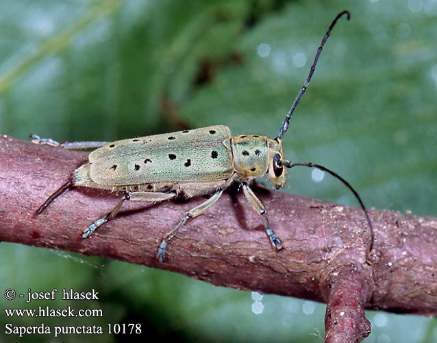 Saperda punctata 10178