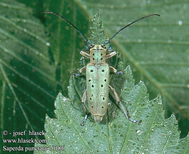 Saperda punctata 10186