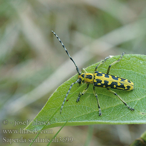 Saperda scalaris ah3699