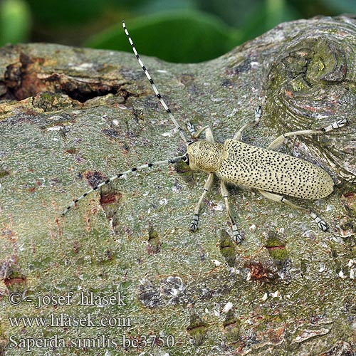 Saperda similis Anaerea Mittlerer Pappelbock Rzemlik podobny Скрипун сходный Sälgvedbock Kozlíček jívový