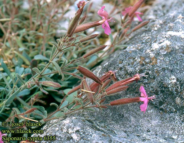 Saponaria cypria