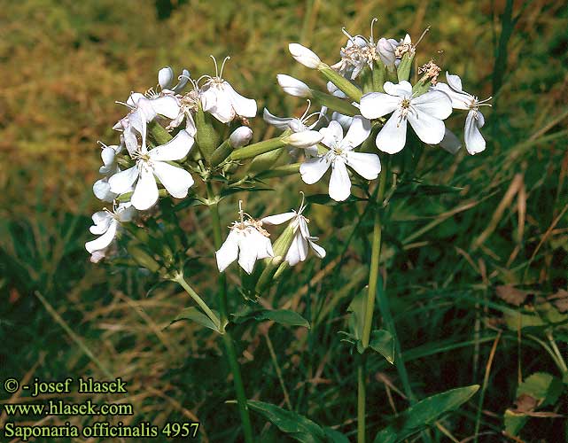 Saponaria officinalis Gewöhnliches Seifenkraut Soapwort