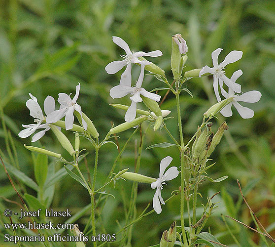 Saponaire officinale Putoklis Zeepkruid Mydlnica lekarska