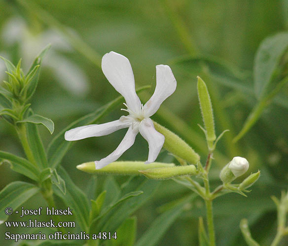 Saponaria officinalis Мильнянка лікарська Mydlice lékařská