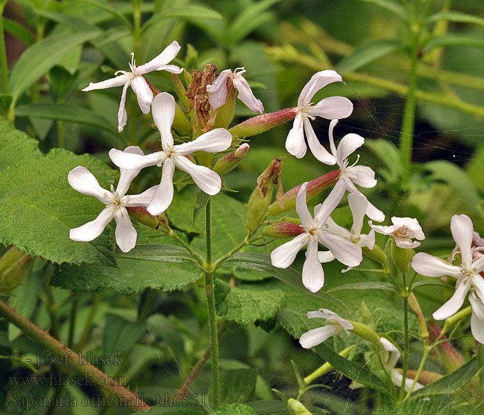 Gewöhnliches Seifenkraut Soapwort Saponaria officinalis