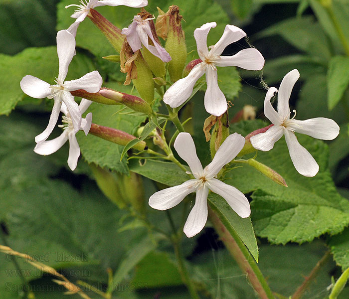 Saponaire officinale Putoklis Zeepkruid Saponaria officinalis