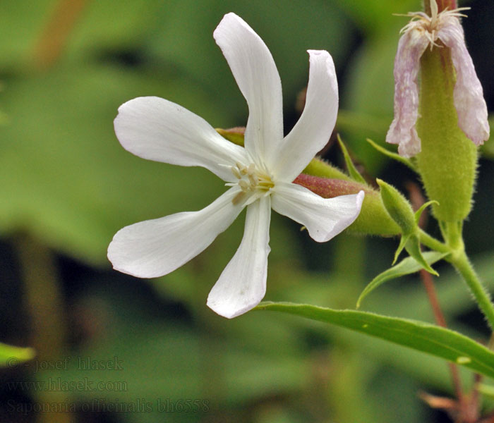 Mydlnica lekarska Мильнянка лікарська Mydlica lekárska Saponaria officinalis